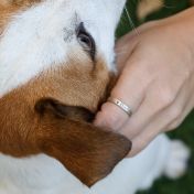 Bague Classique Le Nom De L'Animal [Argent 925]