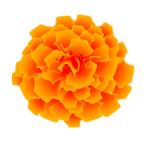 October - Marigold flower