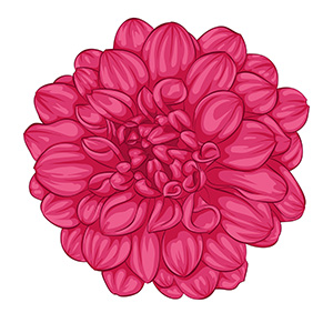November - Chrysanthemum flower