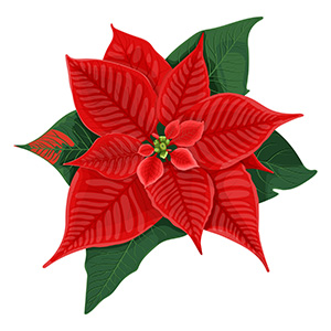 December - Poinsettia flower
