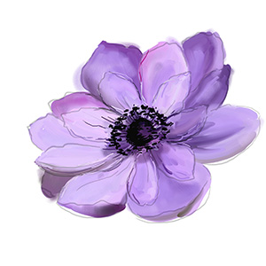 february violet flower