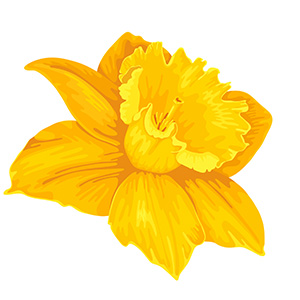 March - Daffodil flower