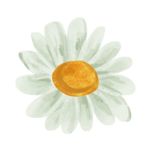 April - Daisy flower