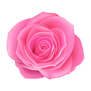 June - Rose flower