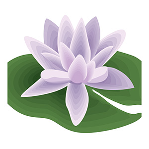 July - Lotus flower