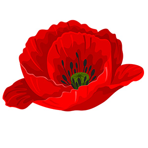August - Poppy flower