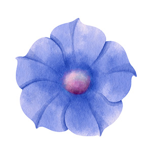 September - Morning Glory flower